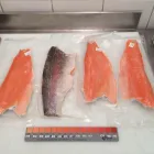La imagen 2 de la Empresa AGROINDUSTRIAL SAN VICENTE VENTA Y DISTRIBUCION DE PESCADO Y MARISCOS CONGELADOS en Puerto Montt LL