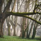 La imagen 1 de la Empresa ALBERTO KUSCH MADERAS VENTA PINO INSIGNE en Osorno LL