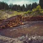 La imagen 2 de la Empresa ALBERTO KUSCH MADERAS VENTA PINO INSIGNE en Osorno LL