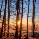 La imagen 4 de la Empresa ALBERTO KUSCH MADERAS VENTA PINO INSIGNE en Osorno LL