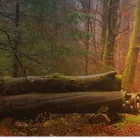 La imagen 5 de la Empresa ALBERTO KUSCH MADERAS VENTA PINO INSIGNE en Osorno LL