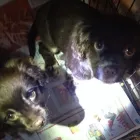 La imagen 2 de la Empresa ANTUCO - SERVICIOS VETERINARIOS Veterinarias en Los Angeles BI