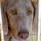 La imagen 4 de la Empresa ANTUCO - SERVICIOS VETERINARIOS Veterinarias en Los Angeles BI
