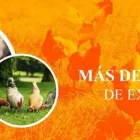 La imagen 5 de la Empresa AVÍCOLA AGRÍCOLA Tienda para mascotas en Valdivia LR