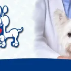 La imagen 2 de la Empresa CLÍNICA VETERINARIA DOGTOR Veterinarias A Domicilio en San Bernardo RM