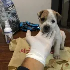 La imagen 1 de la Empresa CLINIMASCOTAS Veterinario en Cerrillos RM