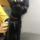 La imagen 3 de la Empresa CLINIMASCOTAS Veterinario en Cerrillos RM