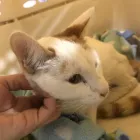 La imagen 4 de la Empresa CLINIMASCOTAS Veterinario en Cerrillos RM