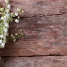 La imagen 2 de la Empresa FLORERIA LEON DI MATEO Florista en Providencia RM