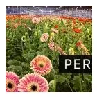 La imagen 3 de la Empresa GROWER TECNOLOGÍAS DE CULTIVO LTDA. Tienda Online Marihuana en Puerto Varas LL