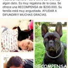 La imagen 3 de la Empresa HOSPITAL CLINICO VETERINARIO GLOBAL VET Médicos Veterinarios en Vitacura RM