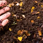 La imagen 2 de la Empresa LOMBRICES CALIFORNIANAS CHILE Venta de Lombrices Californianas en Santiago RM