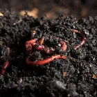 La imagen 3 de la Empresa LOMBRICES CALIFORNIANAS CHILE Venta de Lombrices Californianas en Santiago RM