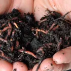 La imagen 4 de la Empresa LOMBRICES CALIFORNIANAS CHILE Venta de Lombrices Californianas en Santiago RM