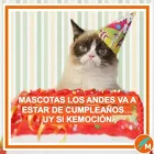 La imagen 1 de la Empresa MASCOTAS LOS ANDES SHAMPOO PARA MASCOTAS en Los Andes VS