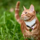 La imagen 2 de la Empresa MASCOTAS LOS ANDES SHAMPOO PARA MASCOTAS en Los Andes VS