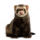 La imagen 3 de la Empresa MASCOTAS LOS ANDES SHAMPOO PARA MASCOTAS en Los Andes VS