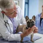 La imagen 1 de la Empresa MÉDICO VETERINARIO CARDIÓLOGO VETERINARIOS EQUINOS en Ñuñoa RM