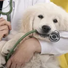 La imagen 4 de la Empresa MÉDICO VETERINARIO CARDIÓLOGO VETERINARIOS EQUINOS en Ñuñoa RM