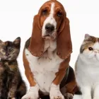 La imagen 5 de la Empresa MÉDICO VETERINARIO CARDIÓLOGO VETERINARIOS EQUINOS en Ñuñoa RM