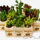 La imagen 10 de la Empresa REGALOS CORPORATIVOS CACTUS MAIPÚ Souvenir para Matrimonio en Santiago RM