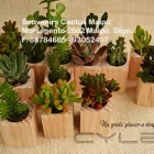 La imagen 11 de la Empresa REGALOS CORPORATIVOS CACTUS MAIPÚ Souvenir para Matrimonio en Santiago RM