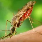 La imagen 1 de la Empresa SAIN CHILE Servicio de control de plagas en Viña del Mar VS