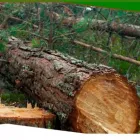 La imagen 4 de la Empresa SERVICIOS FORESTALES OSCAR MARTÍNEZ Servicios Forestales en Valdivia LR
