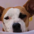 La imagen 4 de la Empresa VETERINARIA PEDRO DE VALDIVIA VETERINARIOS PERROS Y GATOS en Temuco AR