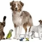 La imagen 1 de la Empresa VETERINARIA SANTIAGO PET Peluquería Mascotas en Santiago RM