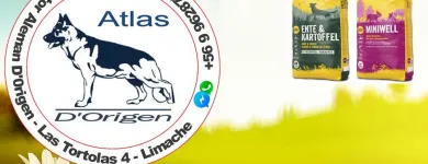 La imagen 1 de la Empresa ATLAS PASTOR ALEMAN DE ORIGEN VITAMINAS PARA ANIMALES en Limache VS