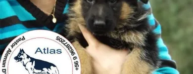 La imagen 3 de la Empresa ATLAS PASTOR ALEMAN DE ORIGEN VITAMINAS PARA ANIMALES en Limache VS