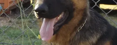 La imagen 4 de la Empresa ATLAS PASTOR ALEMAN DE ORIGEN VITAMINAS PARA ANIMALES en Limache VS