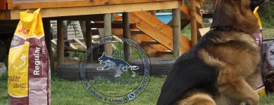 La imagen 5 de la Empresa ATLAS PASTOR ALEMAN DE ORIGEN VITAMINAS PARA ANIMALES en Limache VS