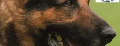 La imagen 6 de la Empresa ATLAS PASTOR ALEMAN DE ORIGEN VITAMINAS PARA ANIMALES en Limache VS