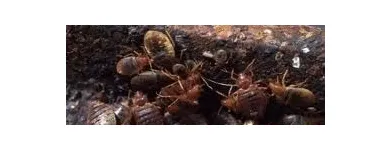 La imagen 1 de la Empresa GREENPLAGAS. EXPERTOS EN CONTROL  DE PLAGAS. Ratones en Santiago RM