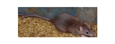 La imagen 2 de la Empresa GREENPLAGAS. EXPERTOS EN CONTROL  DE PLAGAS. Ratones en Santiago RM