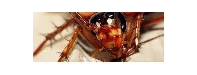 La imagen 3 de la Empresa GREENPLAGAS. EXPERTOS EN CONTROL  DE PLAGAS. Ratones en Santiago RM