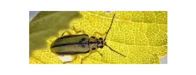 La imagen 4 de la Empresa GREENPLAGAS. EXPERTOS EN CONTROL  DE PLAGAS. Ratones en Santiago RM