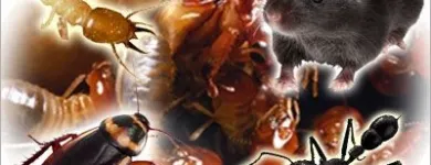 La imagen 7 de la Empresa GREENPLAGAS. EXPERTOS EN CONTROL  DE PLAGAS. Ratones en Santiago RM