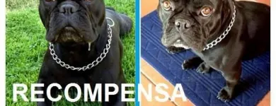 La imagen 1 de la Empresa HOSPITAL CLINICO VETERINARIO GLOBAL VET Médicos Veterinarios en Vitacura RM