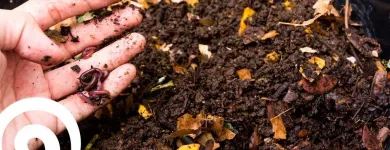 La imagen 2 de la Empresa LOMBRICES CALIFORNIANAS CHILE Venta de Lombrices Californianas en Santiago RM