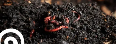 La imagen 3 de la Empresa LOMBRICES CALIFORNIANAS CHILE Venta de Lombrices Californianas en Santiago RM