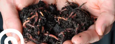 La imagen 4 de la Empresa LOMBRICES CALIFORNIANAS CHILE Venta de Lombrices Californianas en Santiago RM