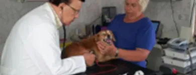 La imagen 3 de la Empresa MÉDICO VETERINARIO CARDIÓLOGO VETERINARIOS EQUINOS en Ñuñoa RM