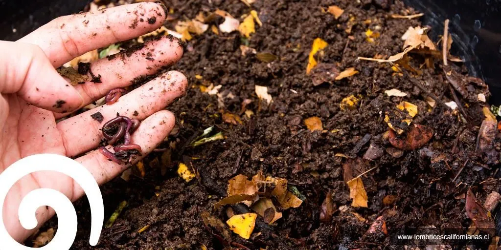 La imagen 2 de la Empresa LOMBRICES CALIFORNIANAS CHILE