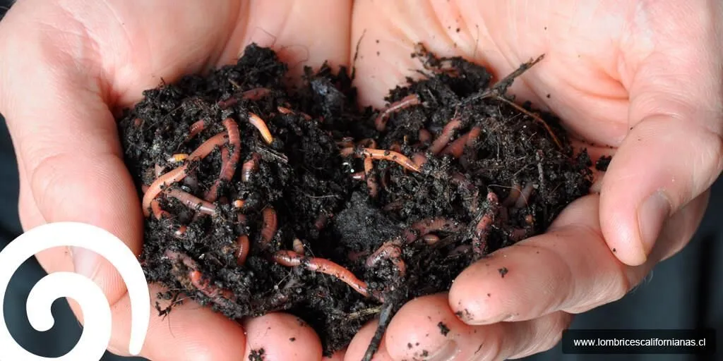 La imagen 4 de la Empresa LOMBRICES CALIFORNIANAS CHILE