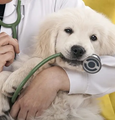 La imagen 4 de la Empresa MÉDICO VETERINARIO CARDIÓLOGO