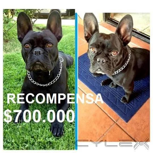 La imagen 1 de la Empresa HOSPITAL CLINICO VETERINARIO GLOBAL VET