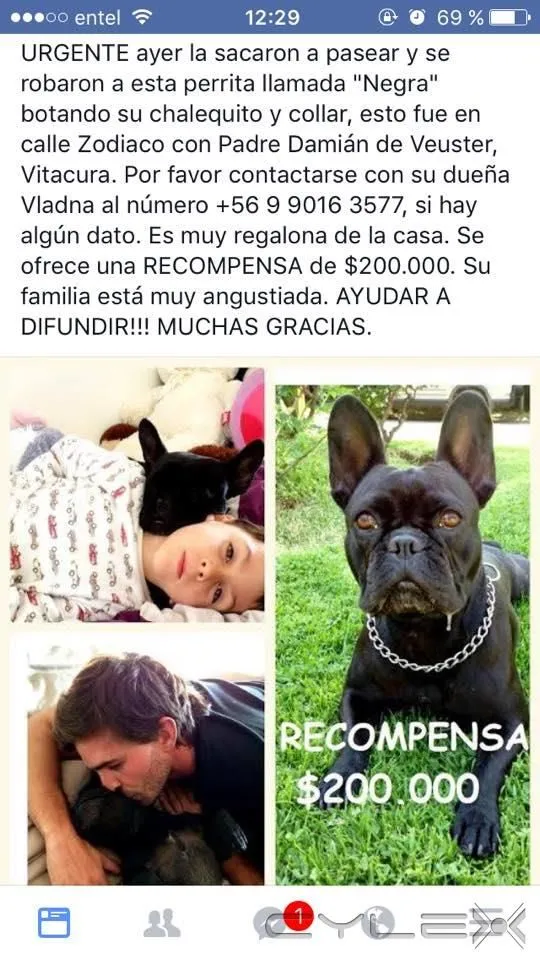 La imagen 3 de la Empresa HOSPITAL CLINICO VETERINARIO GLOBAL VET